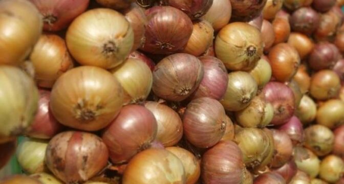 Peipsi rannik ja Alatskivi – Pala